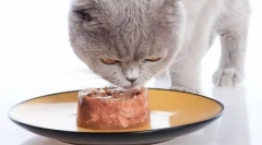 Feed cat: kako odabrati visokokvalitetni